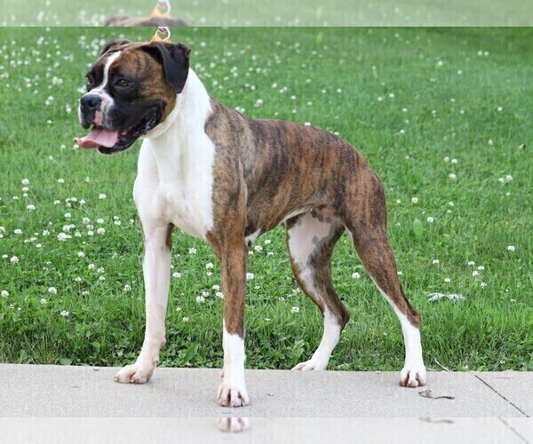 Medium Photo #4 Boxer Puppy For Sale in FREDERICKSBG, OH, USA