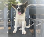 Puppy 4 Akita