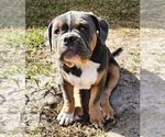 Puppy Blackie American Bully