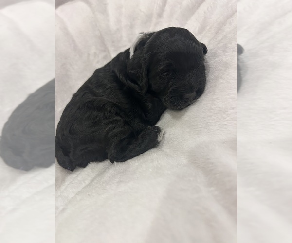 Medium Photo #5 Cockapoo (Miniature) Puppy For Sale in BLUE MOUNTAIN, MS, USA