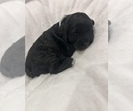Small #4 Cockapoo (Miniature)