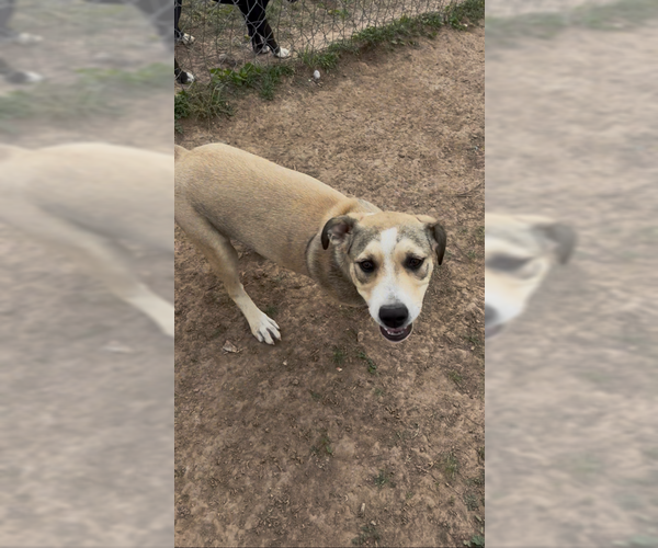 Medium Photo #2 Mutt Puppy For Sale in Amarillo, TX, USA