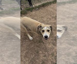 Sable - Female Mutt Dog for Adoption - Photo #2
