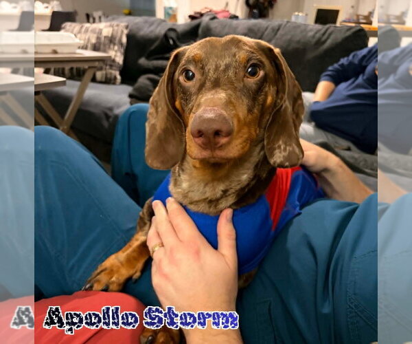 Medium Photo #16 Dachshund Puppy For Sale in San Antonio, TX, USA