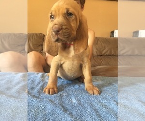 Bloodhound Puppy for sale in MANNS CHOICE, PA, USA