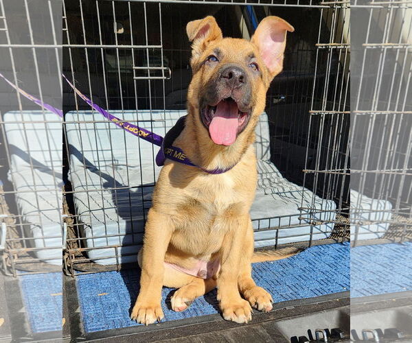Medium Photo #4 German Shepherd Dog-Great Pyrenees Mix Puppy For Sale in Clinton, OK, USA