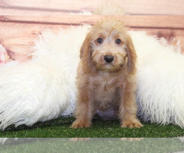 Medium Photo #2 Labrador Retriever Puppy For Sale in MARIETTA, GA, USA