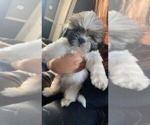 Shih Tzu Puppy for sale in LENA, IL, USA