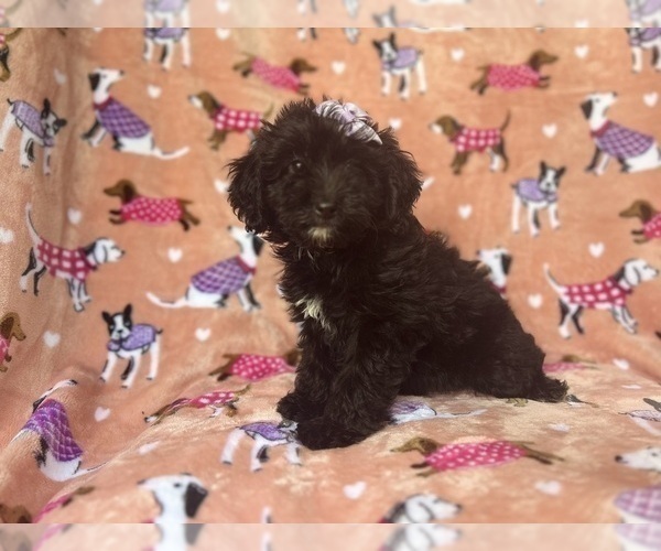 Medium Photo #9 Aussiedoodle Miniature  Puppy For Sale in LAKELAND, FL, USA