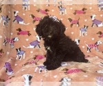Small #8 Aussiedoodle Miniature 