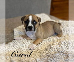 Mutt Dogs for adoption in Sequim, WA, USA