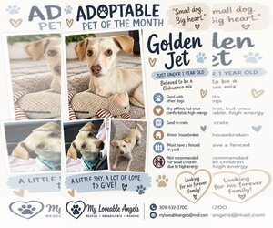 Chihuahua-Unknown Mix Dogs for adoption in bloomington, IL, USA