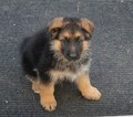 Small #20 German Shepherd Dog