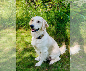 English Cream Golden Retriever Litter for sale in BAXTER, MN, USA