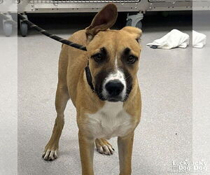 Boxer-Unknown Mix Dogs for adoption in Washington, DC, USA