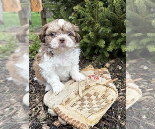 Medium Photo #2 Shih Tzu Puppy For Sale in MIDDLEBURY, IN, USA