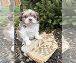 Small Photo #2 Shih Tzu Puppy For Sale in MIDDLEBURY, IN, USA