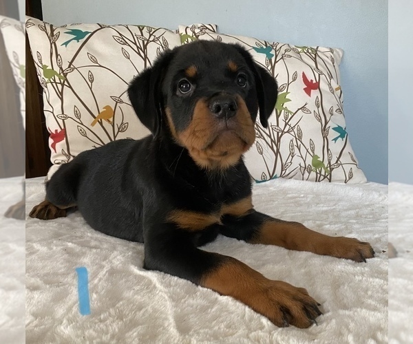 Medium Photo #1 Rottweiler Puppy For Sale in NORMAL, IL, USA