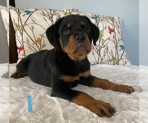 Rottweiler Puppy for Sale in NORMAL, Illinois USA