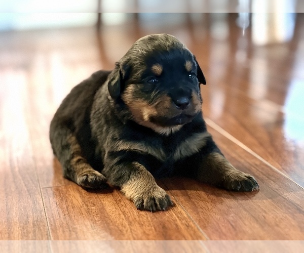 Medium Photo #1 Rottweiler Puppy For Sale in REDDING, CA, USA