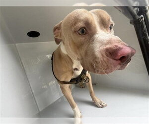 Mutt Dogs for adoption in Houston, TX, USA