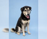 Small Anatolian Shepherd Mix