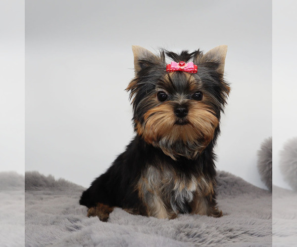 Medium Photo #4 Yorkshire Terrier Puppy For Sale in LOS ANGELES, CA, USA