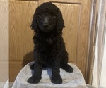 Puppy 8 Goldendoodle