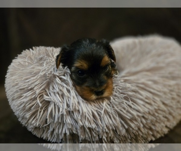 Medium Photo #1 Yorkshire Terrier Puppy For Sale in CARLYLE, IL, USA