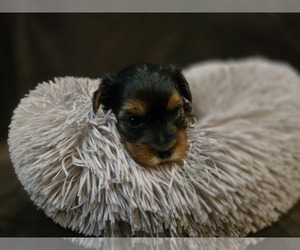 Yorkshire Terrier Puppy for sale in CARLYLE, IL, USA