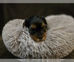 Image preview for Ad Listing. Nickname: Glimmer