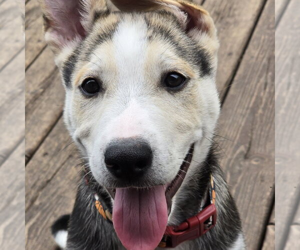 Medium Photo #8 Siberian Husky-Unknown Mix Puppy For Sale in Fargo, ND, USA