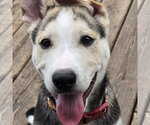 Small #7 Siberian Husky Mix