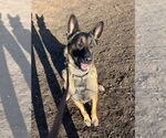Small #5 German Shepherd Dog Mix