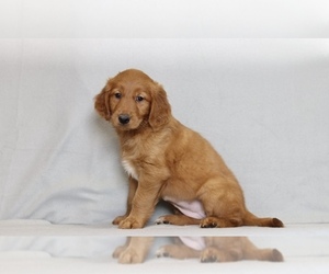 Golden Retriever Puppy for sale in TAMPA, FL, USA