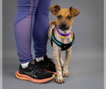 Small Photo #2 Mutt Puppy For Sale in Princeton, MN, USA