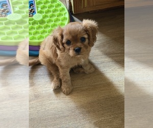 Medium Cavalier King Charles Spaniel
