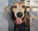 Small #1 Beagle