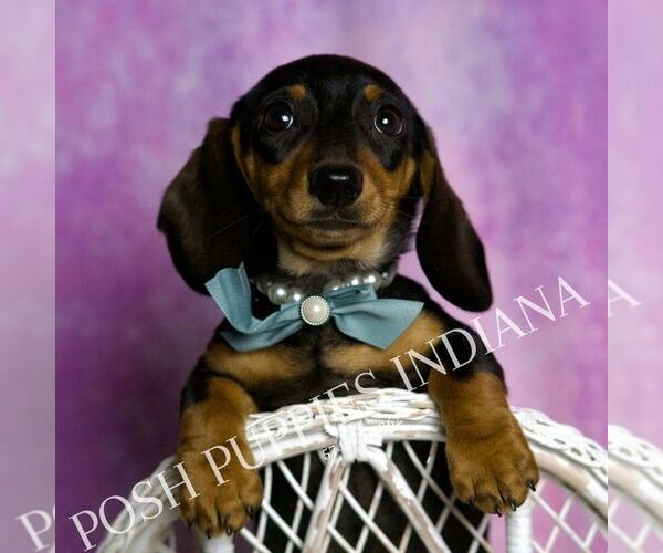 Medium Photo #13 Dachshund Puppy For Sale in WARSAW, IN, USA