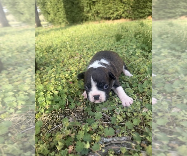 Medium Photo #4 Boston Terrier Puppy For Sale in FREDONIA, KS, USA