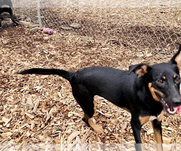 Medium Photo #3 Mutt Puppy For Sale in Bloomingdale, NJ, USA