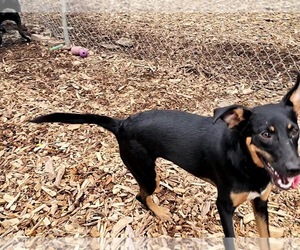 Mara - Female Mutt Dog for Adoption - Photo #3