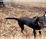 Small #2 Mutt