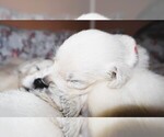 Small #2 English Cream Golden Retriever