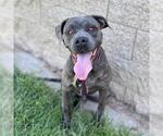 Small Photo #2 American Pit Bull Terrier-Unknown Mix Puppy For Sale in Modesto, CA, USA