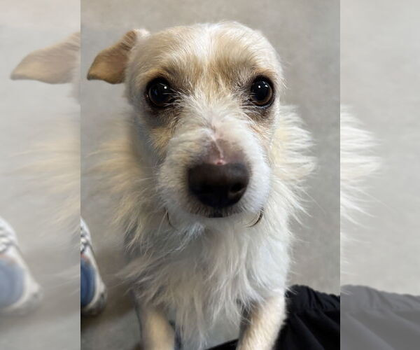 Medium Photo #2 Mutt Puppy For Sale in Salinas, CA, USA