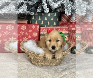 Medium Golden Retriever