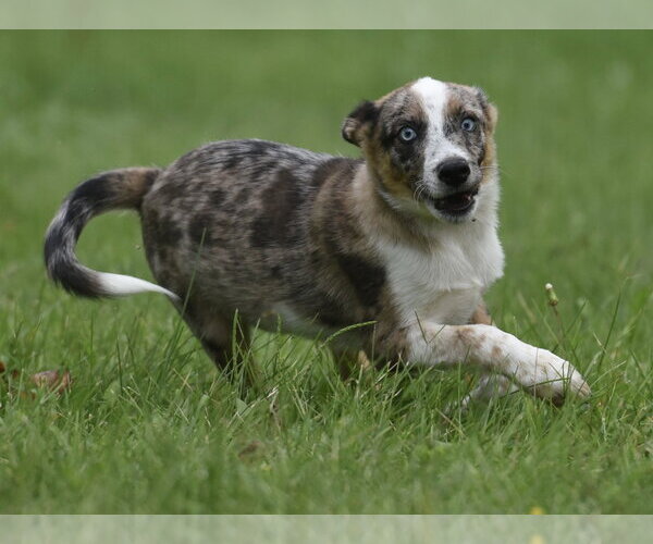 Medium Photo #1 Mutt Puppy For Sale in Mechanicsburg, PA, USA