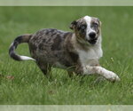 Small Mutt
