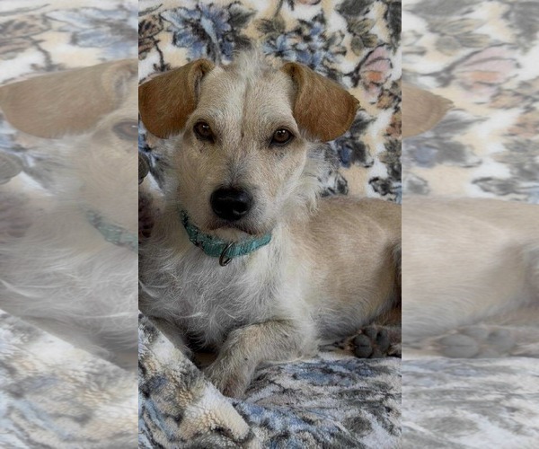 Medium Photo #4 Chihuahua-Unknown Mix Puppy For Sale in Princeton, MN, USA